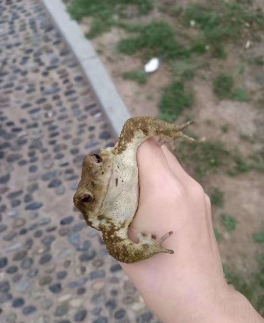 钓鱼吧的老哥为了不空军抓了三只青蛙回家,空军不丢人