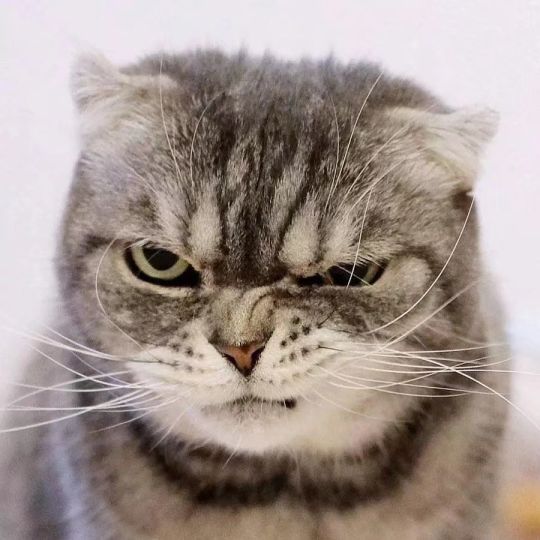 这只喵,眼神自带杀气,感觉每张都是表情包(ins:grump… - 最右