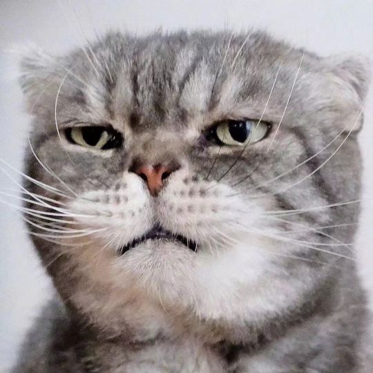 这只喵,眼神自带杀气,感觉每张都是表情包(ins:grump… - 最右