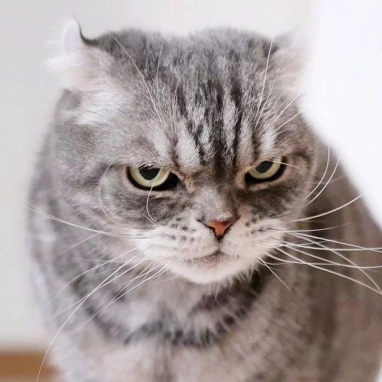 这只喵,眼神自带杀气,感觉每张都是表情包(ins:grump… - 最右