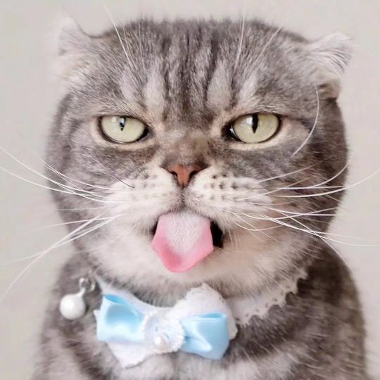 这只喵,眼神自带杀气,感觉每张都是表情包(ins:grump… - 最右